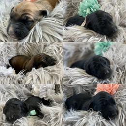 Boy 3 - Afghan Hound puppy in Wamego, Kansas from Swanah
