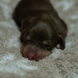 Girl 3 - Chocolate and cream female Dachshund puppy in Memphis, Tennessee from Lone River Dachshunds