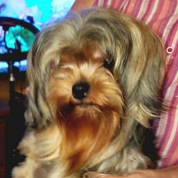Tipper - Black and gold female Yorkshire Terrier puppy in Talladega, Alabama from Scott And Tammy's Lil Yorkies