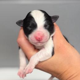 Fury - Black and white female Border Collie puppy in Kalispell, Montana from North Fork Border Collies