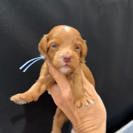 Sprite - Red  female Goldendoodle puppy in Macon County, North Carolina from Mountain Doodles