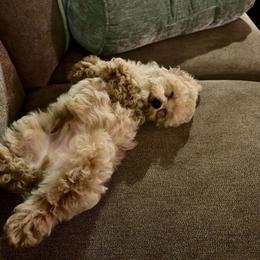 Louis - Cream male Poodle puppy in Bedford, Texas from S.H.A.R.P.’s Toy Poodles