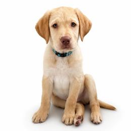 Toffee - Yellow male Labrador Retriever puppy in Chicago, Illinois from Urbane Retrievers