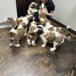 Saint Bernard Puppies from Tiffeny’s pups