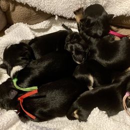 Maltipoo, Morkie, and Yorkipoo Puppies from Danza Bolo
