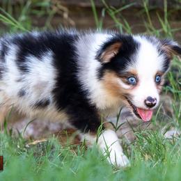 Reign 'Toy Size' - Blue merle male Miniature American Shepherd puppy in Granbury, Texas from Best Little Aussies