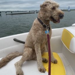 Goldendoodles from Doodles Divine