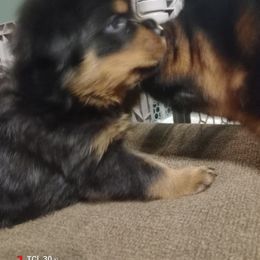 Yellow - Black and mahogany female Rottweiler puppy in Janesville, Wisconsin from Maciel House of Rottweilers