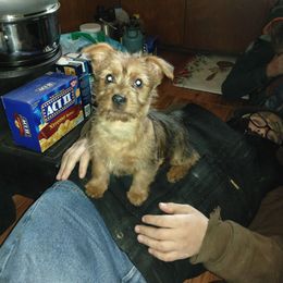 Red female 4 - Red female Australian Terrier puppy in Bedford, Pennsylvania from Heit Farm