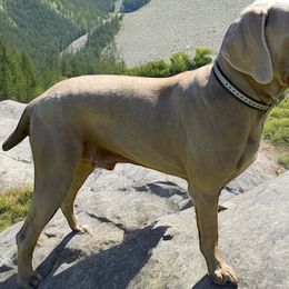 Oskar - Weimaraner