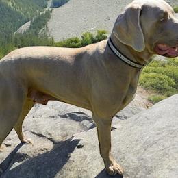 Oskar - Weimaraner