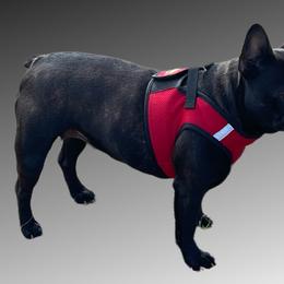 French Bulldogs from Central Frenchie Haven