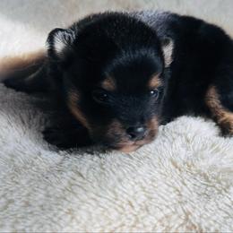Bear - Black and tan male Pomeranian puppy in Garvin, Oklahoma from Hochatown Awesome Aussies