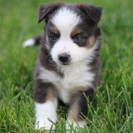 Australian Shepherd, Miniature American Shepherd, Miniature Australian Shepherd, and Toy Australian Shepherd Puppies from Painted Blue Aussies