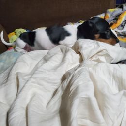 Dachshund Puppies from Hamm Weenies  AKC (Dachshunds)