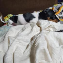 Dachshund Puppies from Hamm Weenies  AKC (Dachshunds)