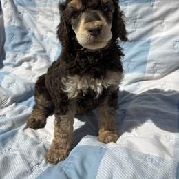 Cupid - Phantom male Poodle puppy in Conway, Arkansas from Arkansas River Poodles
