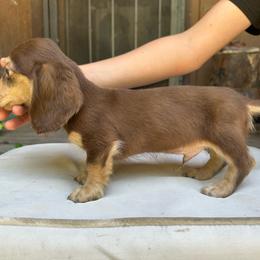 Chocolate and cream boy - Chocolate and cream male Dachshund puppy in California from Wild Weenies - Dachshund Ranch