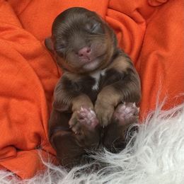 Chestnut - Chocolate male Cavapoo puppy in Cameron, South Carolina from Sassy Sailor & Company
