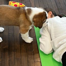 Pink - Mahogany and white female Saint Bernard puppy in Double Springs, Alabama from St Bernard Kingdom, LLC