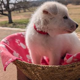 Attie (Atlas) - White female German Shepherd puppy in Weatherford, Texas from Haven Farm