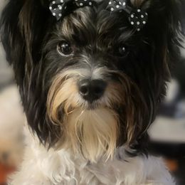 Yorkshire Terriers from Yorkie Avenue