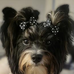Yorkshire Terriers from Yorkie Avenue