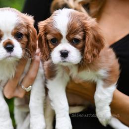 Cavalier King Charles Spaniel Puppies from Cane Creek Cavaliers