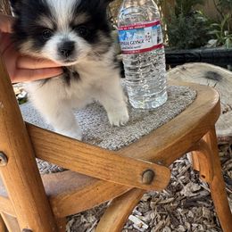 Pomeranian Puppies from Pomni Poms