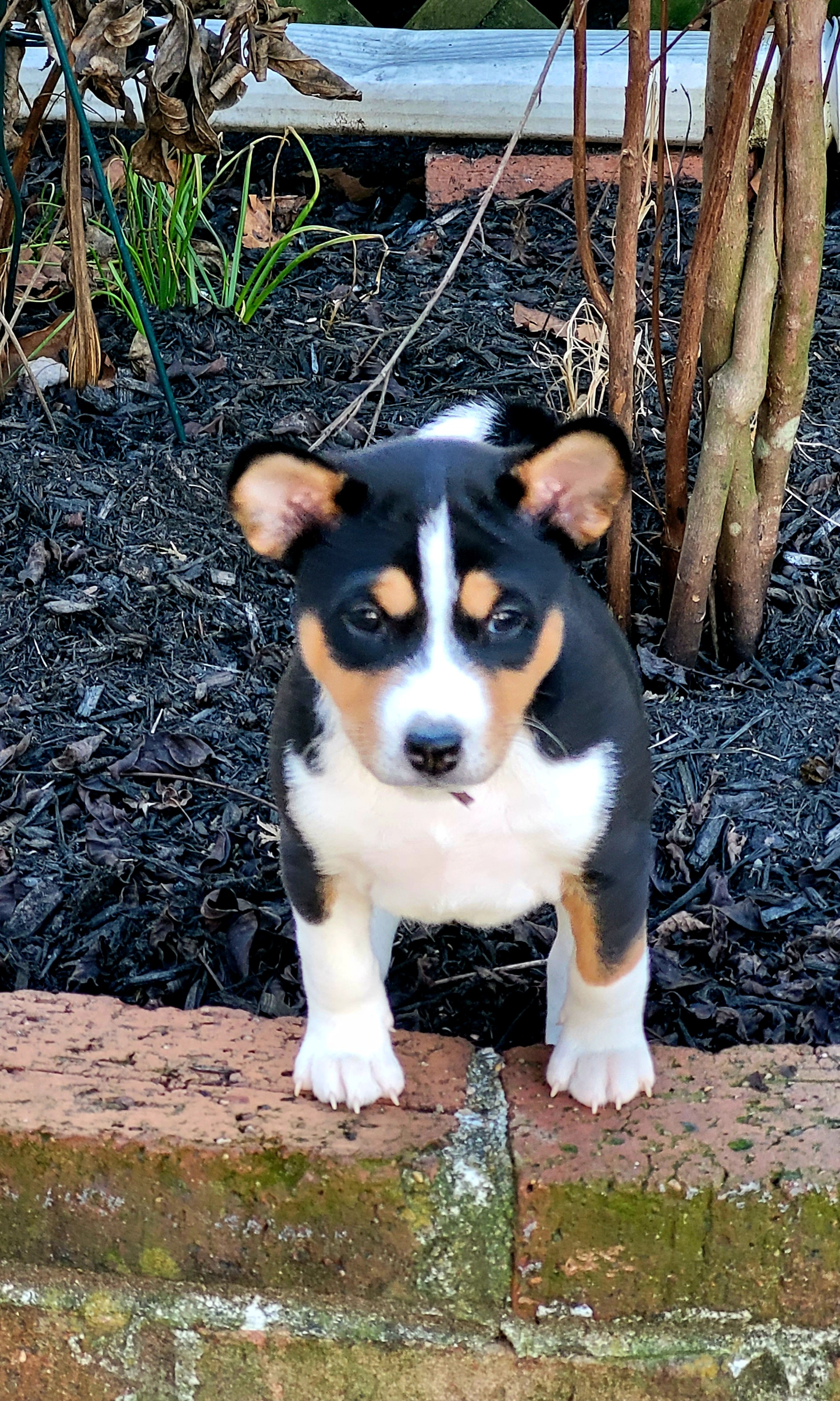 Basenjis from Tammen's Kennel
