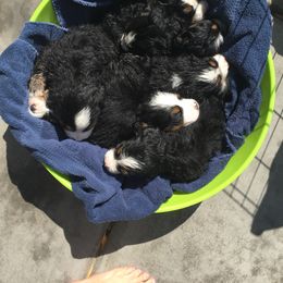 Bernese Mountain Dog Puppies from Desert Mountain Dogs