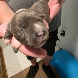 Female 1 - Blue female Staffordshire Bull Terrier puppy in Houston, Texas from Khaleesi Kennel