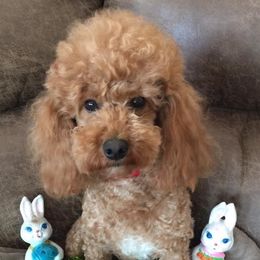 Prince - Poodle