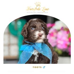Toots - Chocolate male Australian Labradoodle puppy in Clarksville, Tennessee from Fairytale Lane Australian Labradoodles