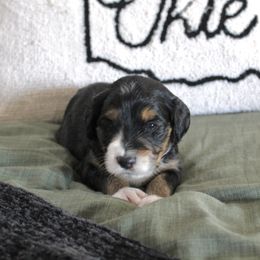 Golden Mountain Doodle Puppies from Silver Barn Doodles