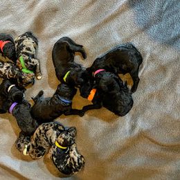 Aussiedoodle, Australian Shepherd, Bernedoodle, Cockapoo, and Poodle Puppies from Sis' Doodles & Poodles