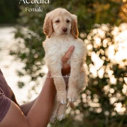 Acadia - Apricot female Goldendoodle puppy in Lusby, Maryland from C&C Goldendoodles