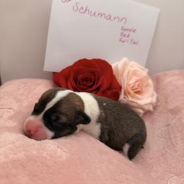 Melody - Red female Pembroke Welsh Corgi puppy in Snellville, Georgia from Laur's Classic Corgis