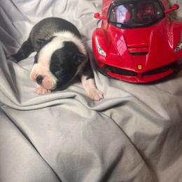 Enzo - Black brindle and white male Boston Terrier puppy in London, Kentucky from Puppy Love