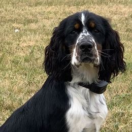 English Springer Spaniels from Wildcard English Springer Spaniels