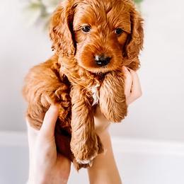 Goldendoodle Puppies from The Doodle Spot