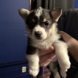 Boy 1 - Black and tan American Corgi puppy in Thomaston, Alabama from Waylon’s House of Corgis