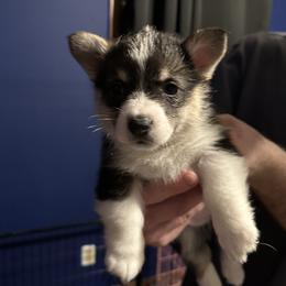 Boy 1 - Black and tan American Corgi puppy in Thomaston, Alabama from Waylon’s House of Corgis