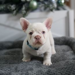 Frosty - Cream male French Bulldog puppy in Fisher Island, Florida from Stack Pack Frenchies