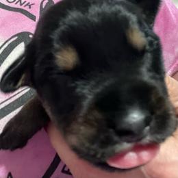 Light blue collar - Pepper and salt male Giant Schnauzer puppy in Atoka, Oklahoma from Hannah's Haus & Farm