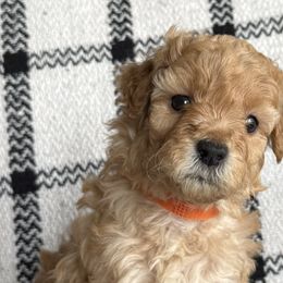 Labradoodles from Kona's Doodles
