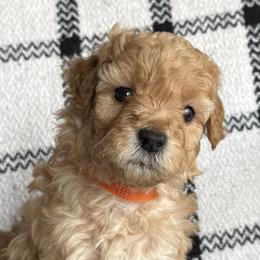 Labradoodles from Kona's Doodles