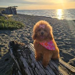 Milla - Poodle