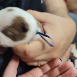 Boston Terrier Puppies from Amanda's Terriers