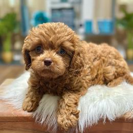 Muffin - Red female Cavapoo puppy in Palm Beach County, Florida from Benji’s Cockapoos